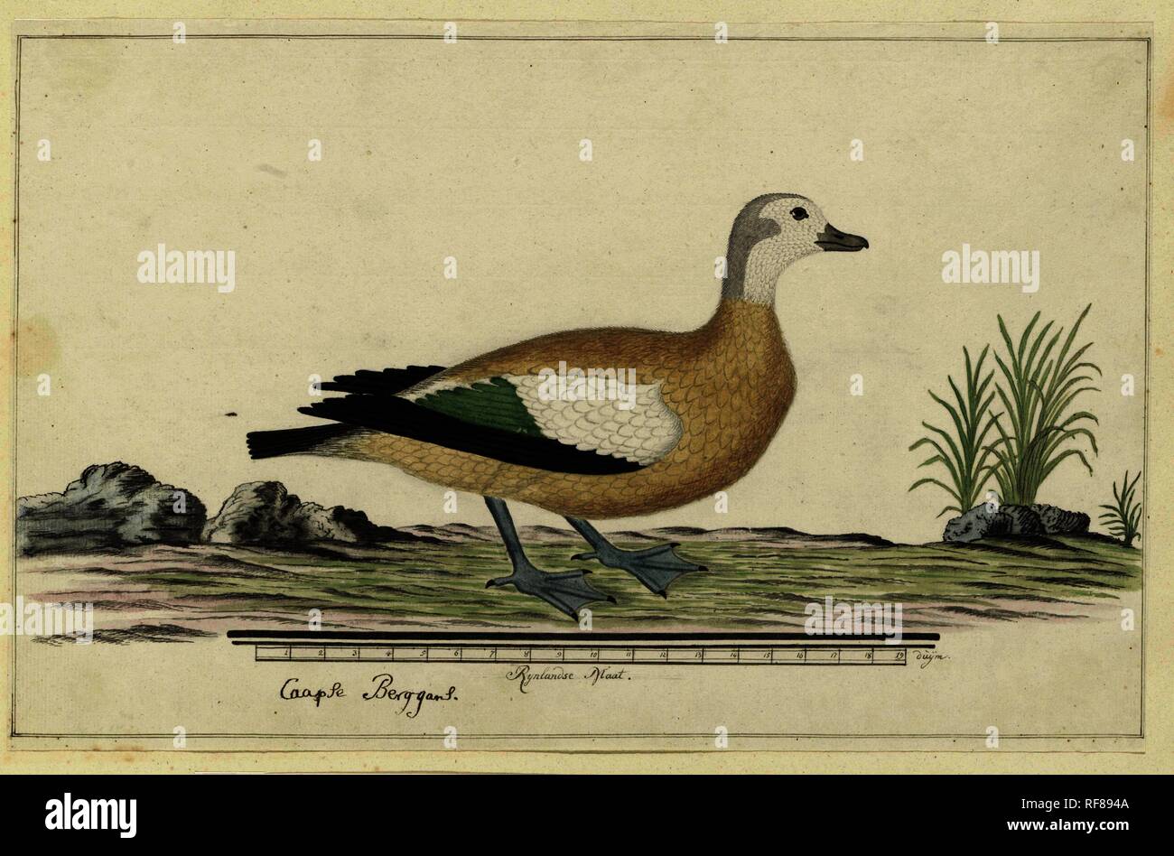 Tadorna cana (South African shelduck or Cape shelduck). Draughtsman: Robert Jacob Gordon. Dating: Oct-1777 - Mar-1786. Measurements: h 660 mm × w 480 mm; h 270 mm × w 422 mm; h 220 mm × w 422 mm. Museum: Rijksmuseum, Amsterdam. Stock Photo