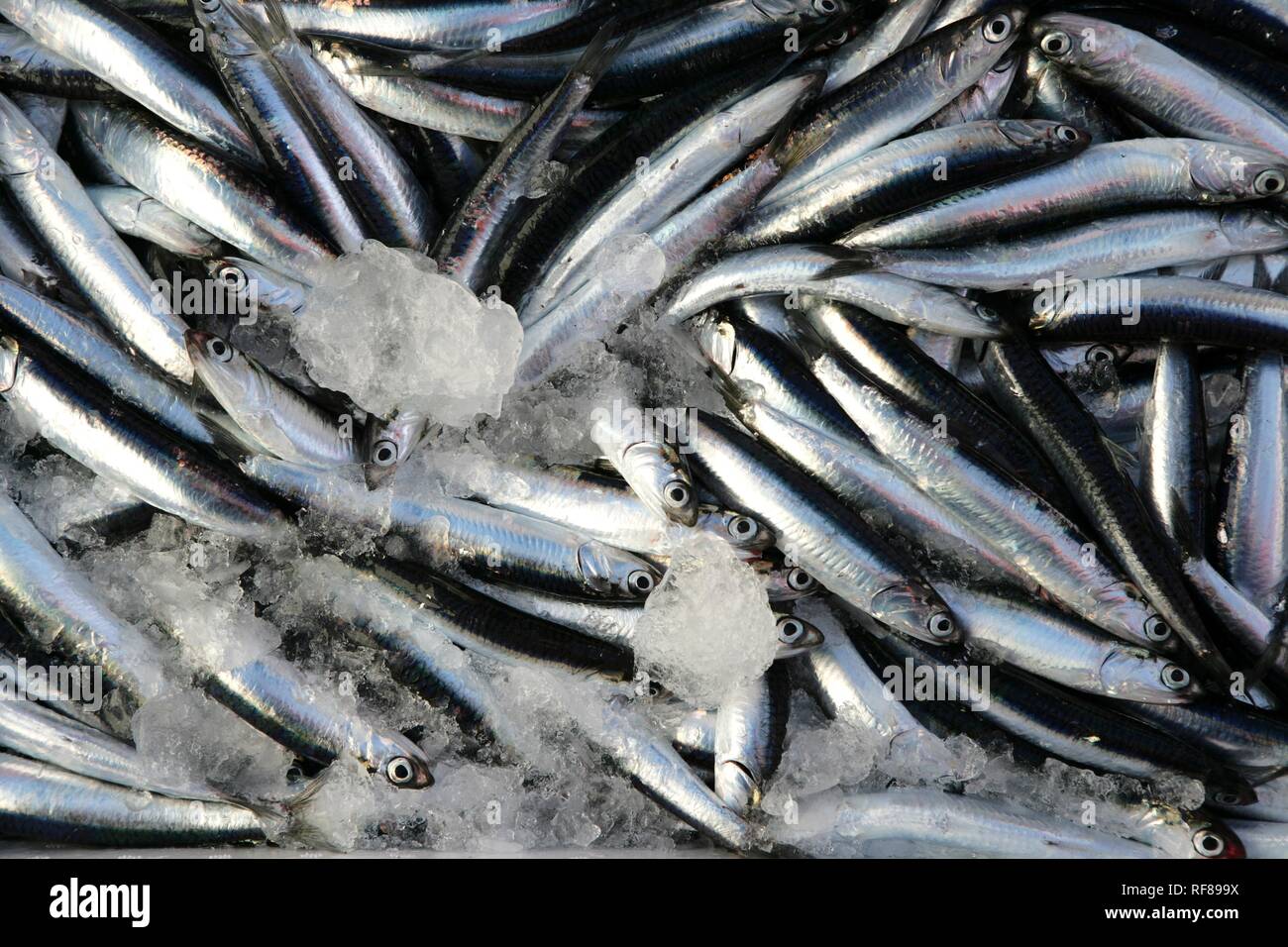 The day's haul on sardine fishing boat 'Jastreb, ' based in Kali on Ugljan Island, at a fishing site off of Pag Island in the Stock Photo