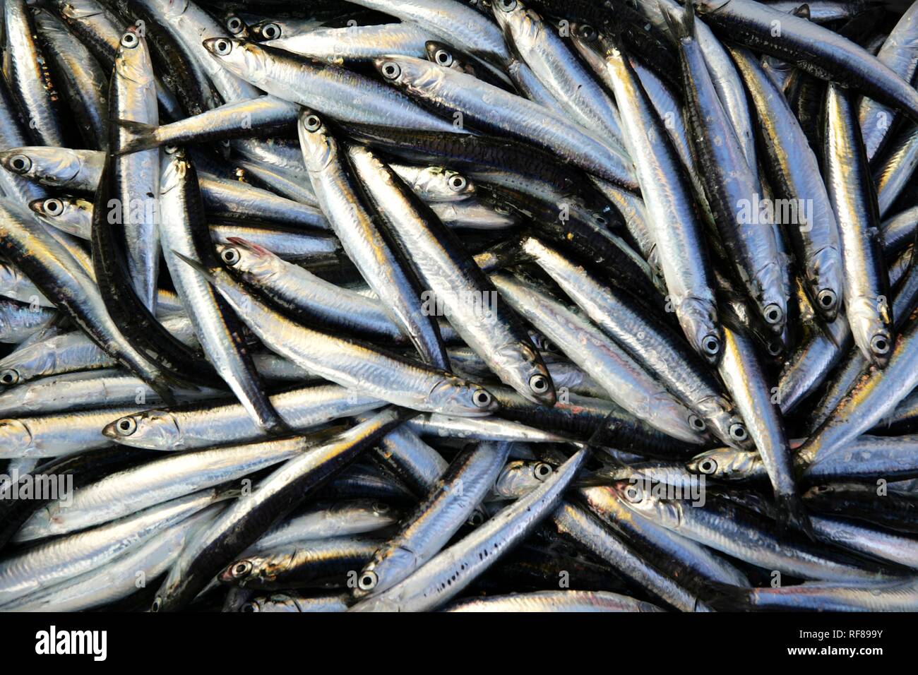 The day's haul on sardine fishing boat 'Jastreb, ' based in Kali on Ugljan Island, at a fishing site off of Pag Island in the Stock Photo