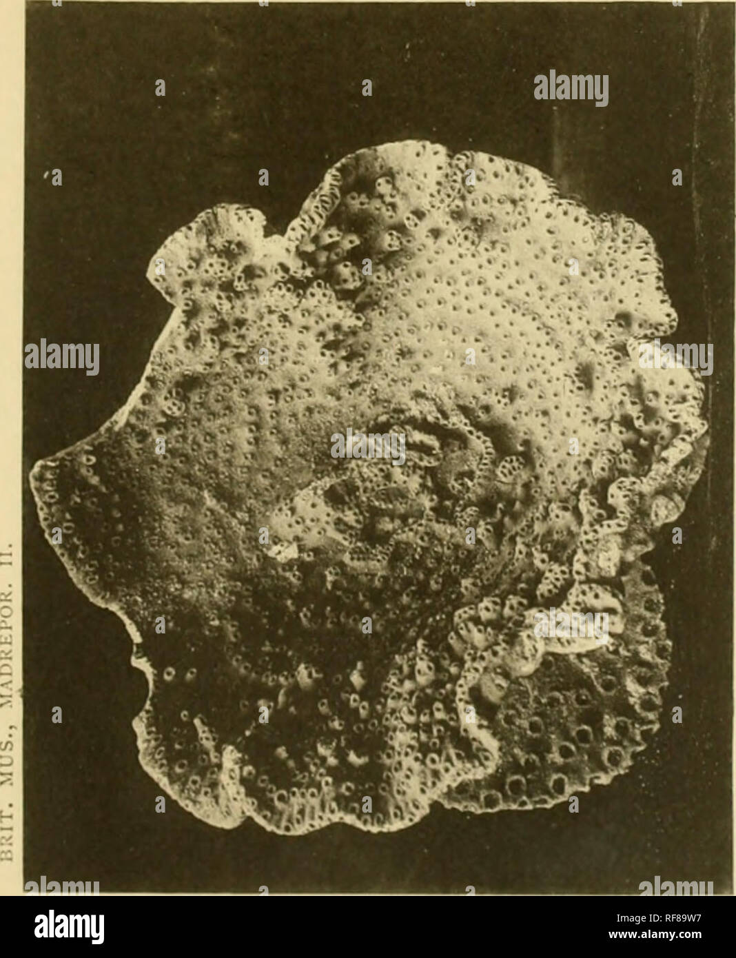 Catalogue Of The Madreporarian Corals In The British Museum Natural History Scleractinia Sa Amp Amp A Smlfco Av A F Quot A Jg V V Ftjg V A H Uca Ei P Js X J P Wl Vffff C Fi R L M