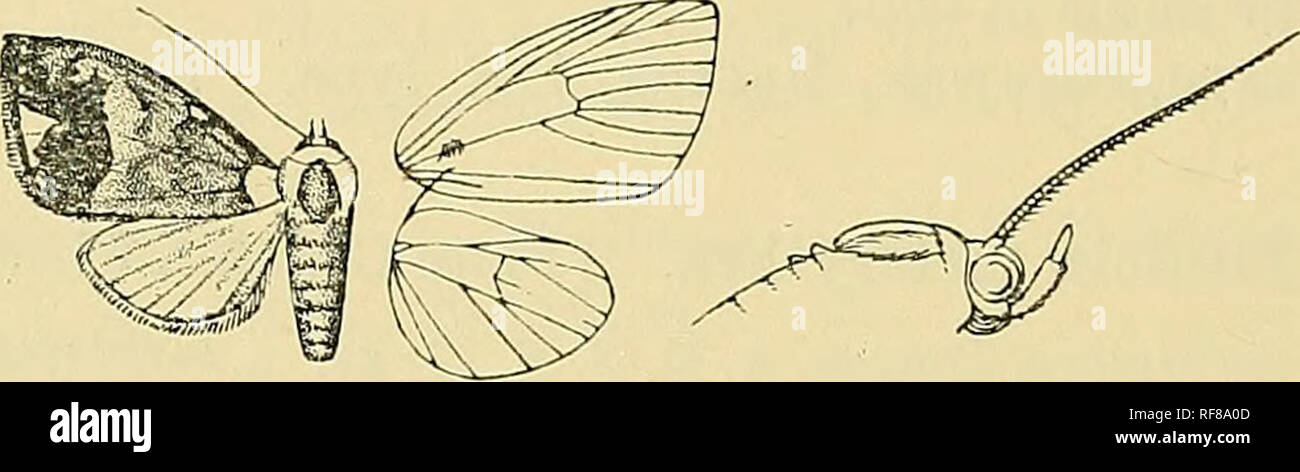 . Catalogue of the Lepidoptera Phalænæ in the British museum. Moths. 486 NOCTUID^. Skct. I. Retinaculuiu of male a tuft of hair from below iiiedi:ui iiervure ; hind wing Avitli the costa lobed near base, vein 8 anastomosing with the cell to beyond middle. 6833. Ariolica triangulifera. CMonomera triangulifera, Mooi-e, Lep. Atk. p. 285 (1888); Ilmpsii. Moths Ind. ii. p. 1:;9 , Kirby, Cat. Lep. Het. p. 28i. (S . Head blood-red mixed with fuscous, a white bar above frons, the basal joint of antennoo white behind ; palpi white at base; thorax silvery white, the tegxilae red and fuscous at base, a l Stock Photo