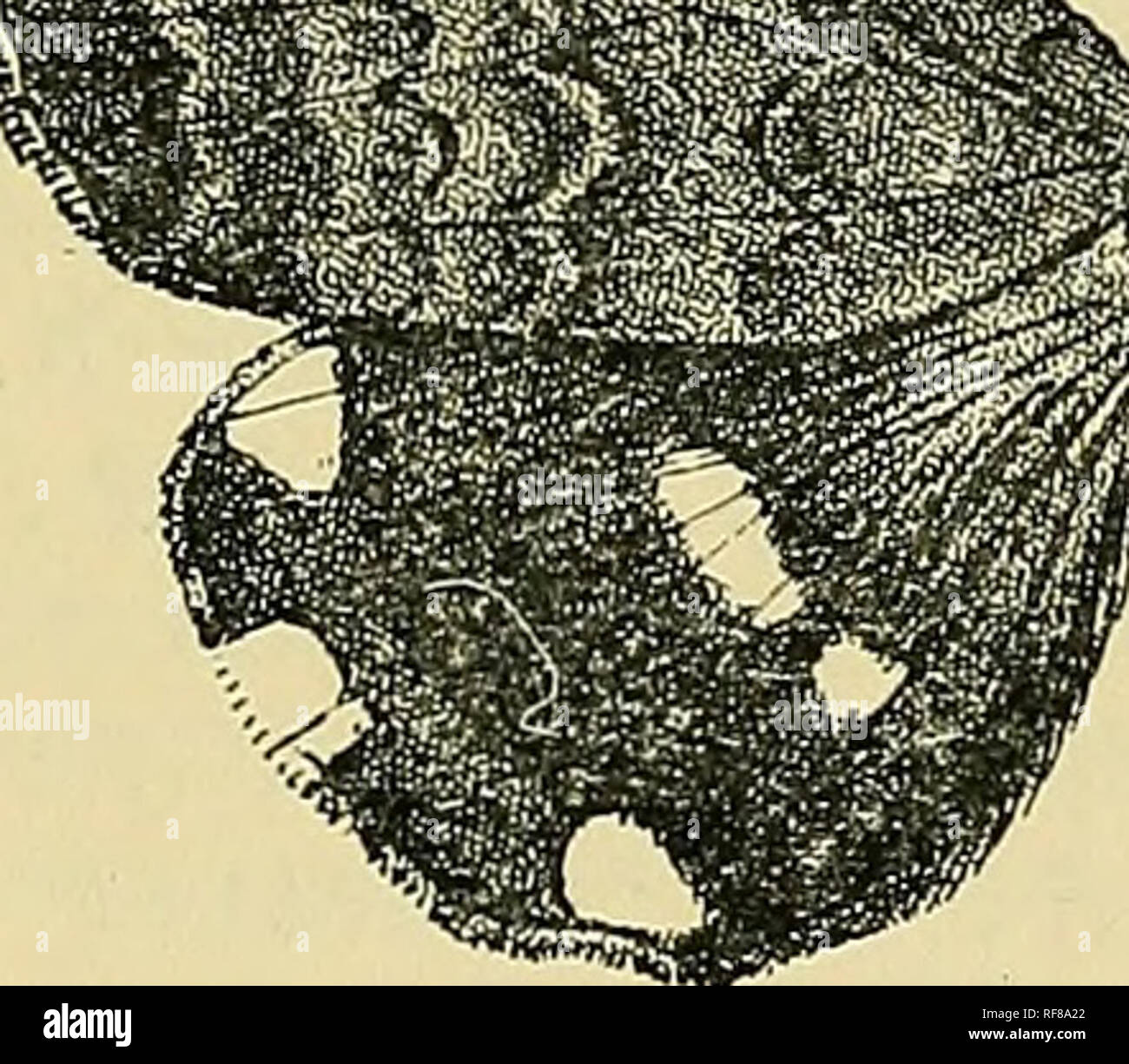 Catalogue Of The Lepidoptera Phalaenae In The British Museum Moths Fig 123 Achcea Serva S T Extremity Fore Wing Pale Red Brown Antemedial Line Dark Oblique Waved A Black Point In