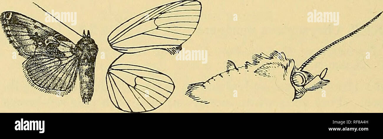 . Catalogue of the Lepidoptera PhalÃ¦nÃ¦ in the British museum. Moths. 440 jS'OCTUIDyi:. faint dark ^^ostmedial line with whiter shade bej'ond it; a whitish line at base of cilia ; the vinderside whiter irrorated with brown, the postmedial line more distinct and rather diffused. â Hah. U.S.A., Colorado {GocJcerell), 1 S â JEoci). 40 millim. Genus EOSPHOROPTERYX. Type. Eosplioropteryx, Dyar, Journ. N.Y. Ent. Soc. x. p. 80 (1902)... thyatyroldcs. Proboscis fully deyeloped ; palpi upturned, the 2nd joint reai;hing to well above vertex of head and broadly fringed with scales in front, the 3rd long Stock Photo