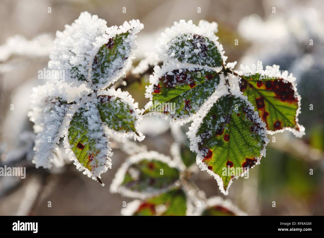 Frostcovered leaves in wintertime Stock Photo Alamy