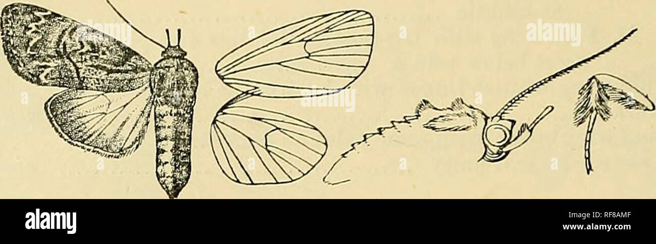 . Catalogue of the Lepidoptera Phalænæ in the British museum. Moths. 330 NocxriDjTs. vein 4, then incurved ; subterminal line white, dentate, angled in- wards below vein 3 where there is a short bluish streak before it, a black streak beyond it below costa; a series of black and white. Fig. 123.—Pitcialiafurcifera, J- f- strige just before tcrmen. Hind wing semihyaline white, the veins, costal and terminal areas suffused with brown. Hah. HoND0K.vs, Limas (Brockholes), 1 $ type ; Costa Eica, Tuis, Juan Vinas; Br. Goiana, Potaro K,. {Kaye), 1 $ ; Fr. Gotana, St. Laurent Maroni {Je Moult), 1 $ ,  Stock Photo