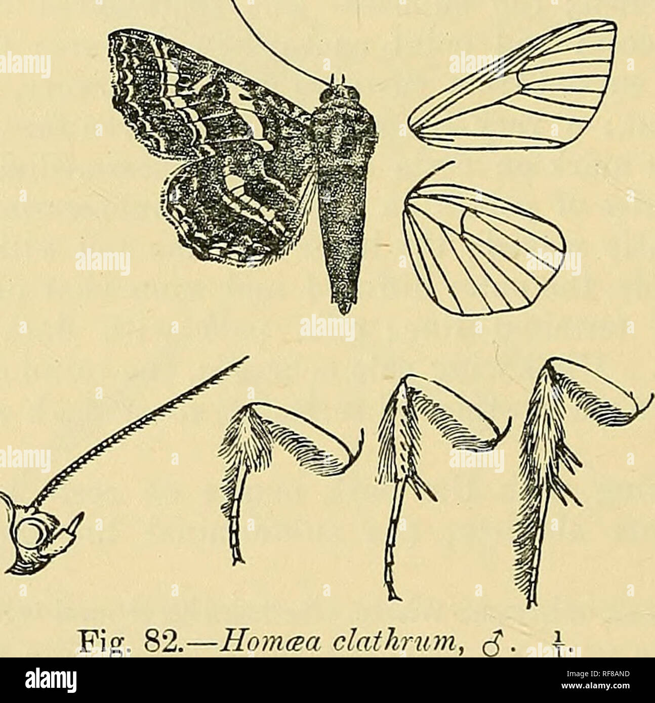 . Catalogue of the Lepidoptera Phalænæ in the British museum. Moths. 384 xoctutd.t:. Genus HOM^A. Homma, Giieii. Noct. iii. p. 206 (1852) Type. clathrum. Proboscis fully developecl ; palpi upturned, the 2nd joint hardly reaching to vertex of head and moderately scaled, the 3rd long and somewhat acuminate at tip ; frons smooth, with tuft of hair above; eyes large, round ; antennse of male ciliated ; thorax clothed with hair and scales mixed and without crests; tibite of male and the hind tarsi above typically fringed with long hair, the fore and hind tibire not spined ; abdomen smoothly scaled  Stock Photo