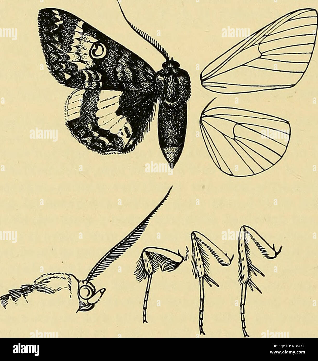 . Catalogue of the Lepidoptera Phalænæ in the British museum. Moths. 366 X0CTUID.15. sinuous, the medial area while tinged with rufous except towards basal area, the terminal area red-brown; postraedial line formed of small dentate brown marks slightly defined by whitish on outer side; a double strongly crenulate dark terminal line with pale patch before it below apex ; cilia with whitish points at base and tips. Underside ochreous yellow, the terminal area suffused with brown, large elliptical black discoidal spots ; fore wing with oblique dentate postmedial line from costa to vein 5 ; hind w Stock Photo