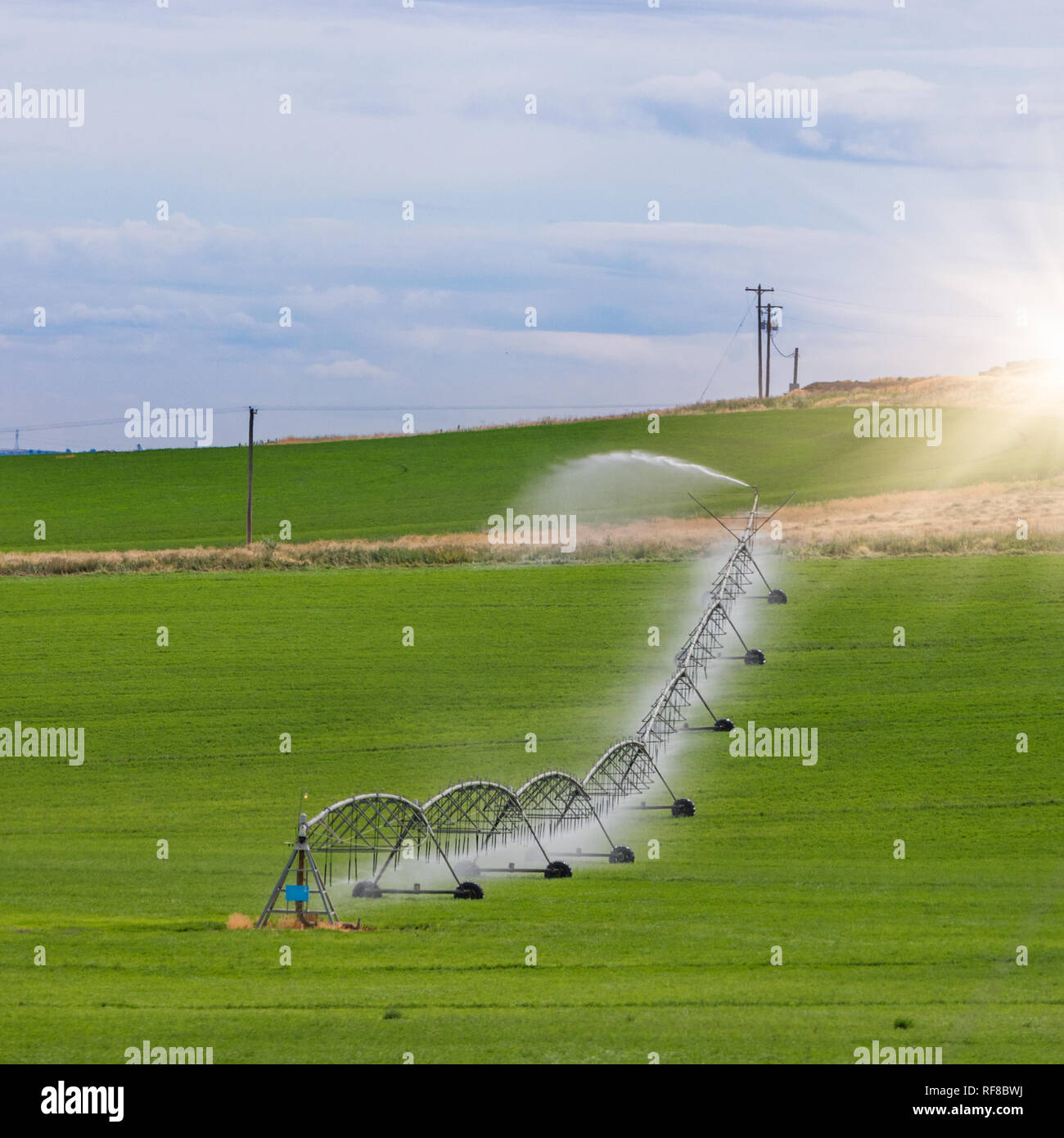 Irrigation sprinkler watering crops on fertile farm land, usa Stock