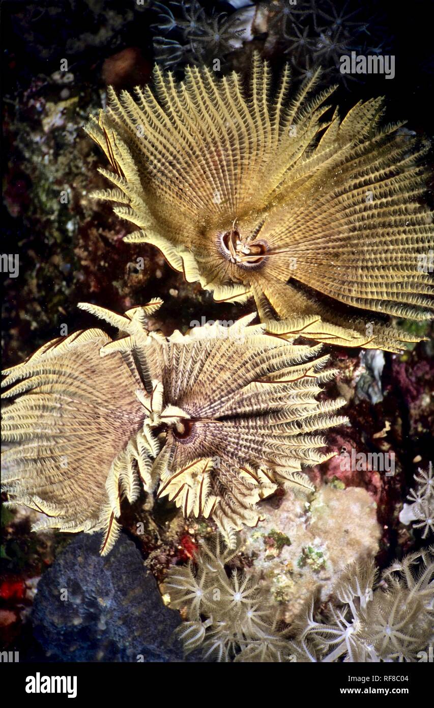 This is a pair of polychaete tubeworms (Sabellastarte indica: diameter 7 cms.). If they detect that one is approaching, they retract their tentacles very swiftly into their tubes. In these circumstances, it was necessary to adopt a stealthy approach in order to take the picture, about 20 cms. from the two animals. While worms on land are not considered to be beautiful, underwater they can be delicate, feathery and lovely. Individuals of this species are filter feeders, deploying their many tentacles to catch organic particles passing in the current. Photographed near Tulamben, Bali, Indonesia. Stock Photo