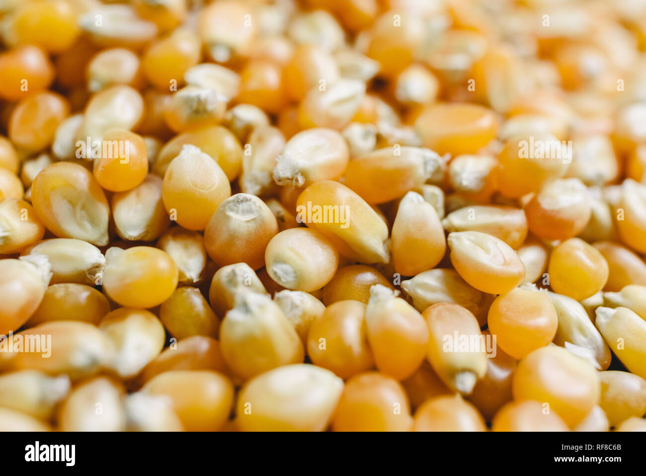 Dry corn kernels to make popcorn Stock Photo Alamy