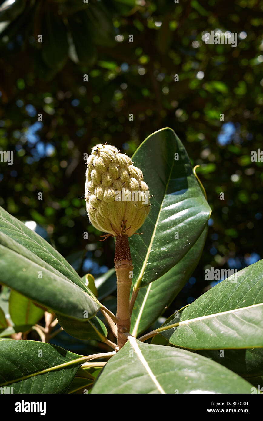 Magnolia grandiflora branch with fruits Stock Photo