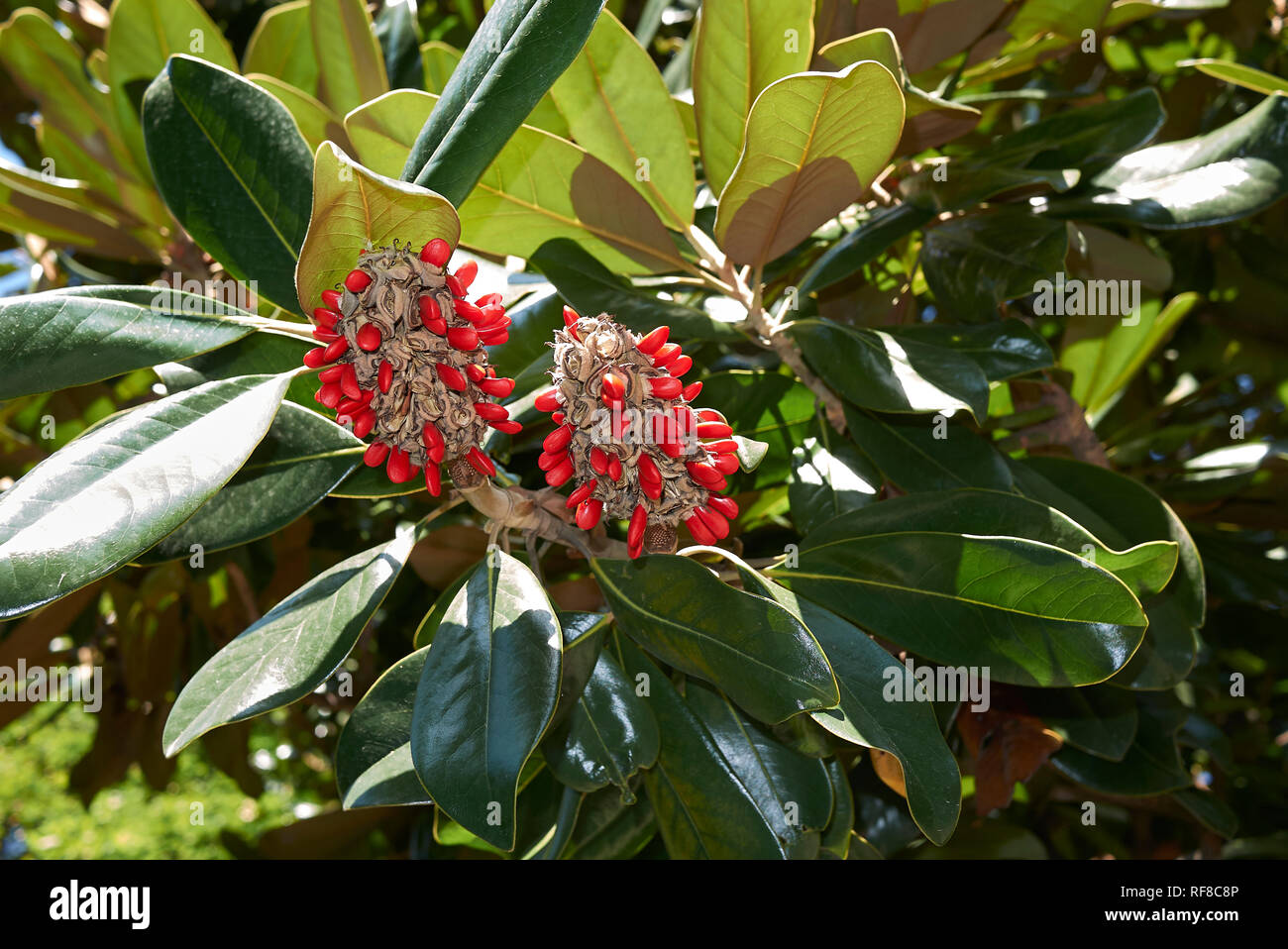 Magnolia grandiflora branch with fruits Stock Photo