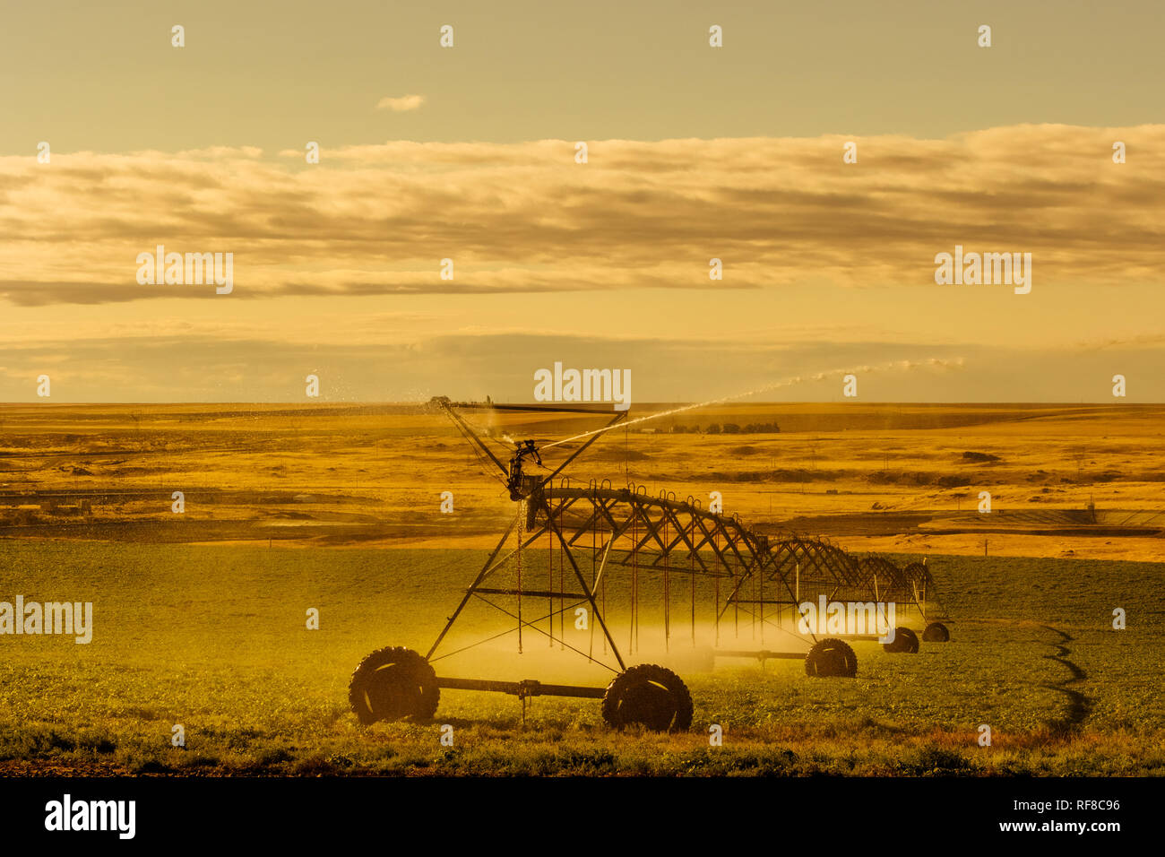 Irrigation sprinkler watering crops on fertile farm land, usa Stock