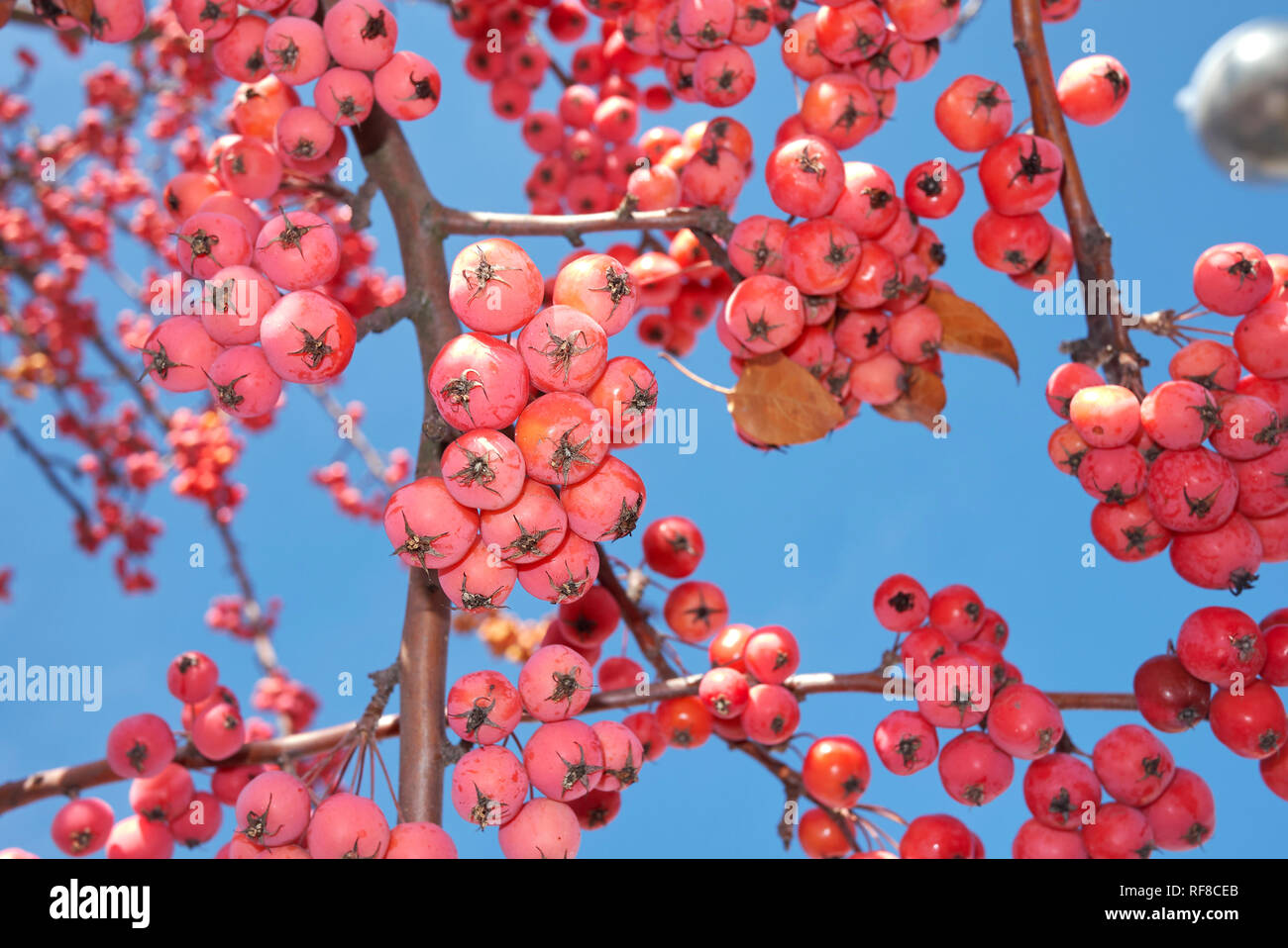 Crabapple orange fruit hires stock photography and images Alamy
