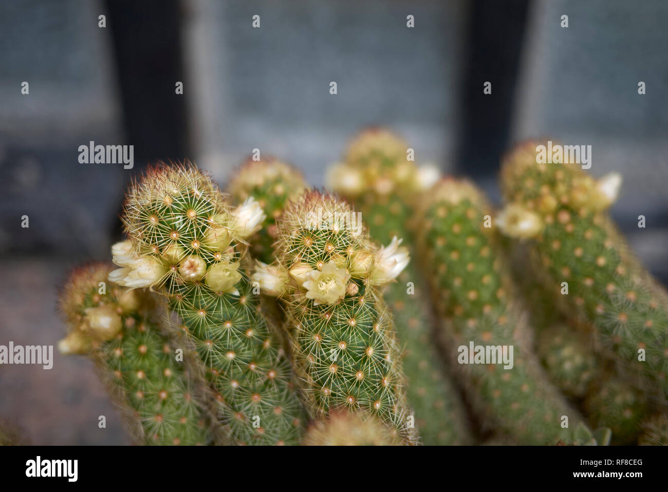 Mammillaria elongata cactus with yellow flower Stock Photo