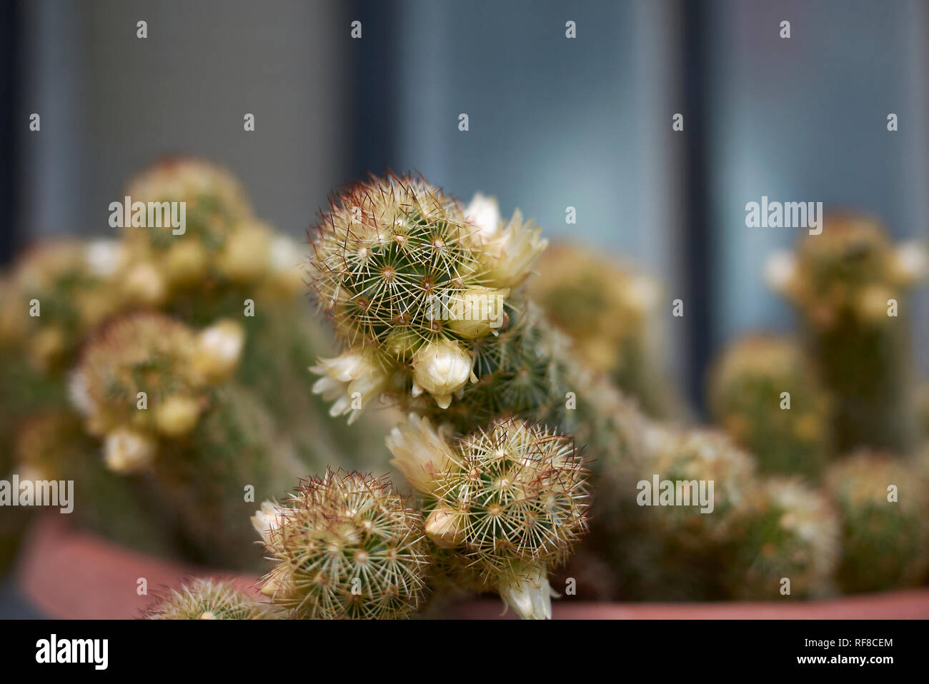 Mammillaria elongata cactus with yellow flower Stock Photo