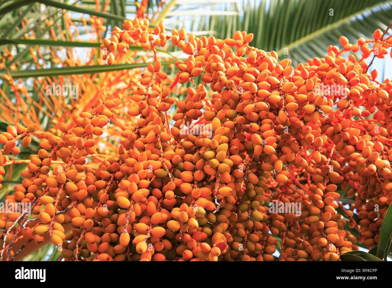Date Palm (Phoenix dactylifera) bearing fruit Stock Photo