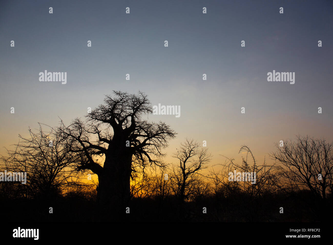Baobab tree in Botswana at sunrise, Southern Africa Stock Photo