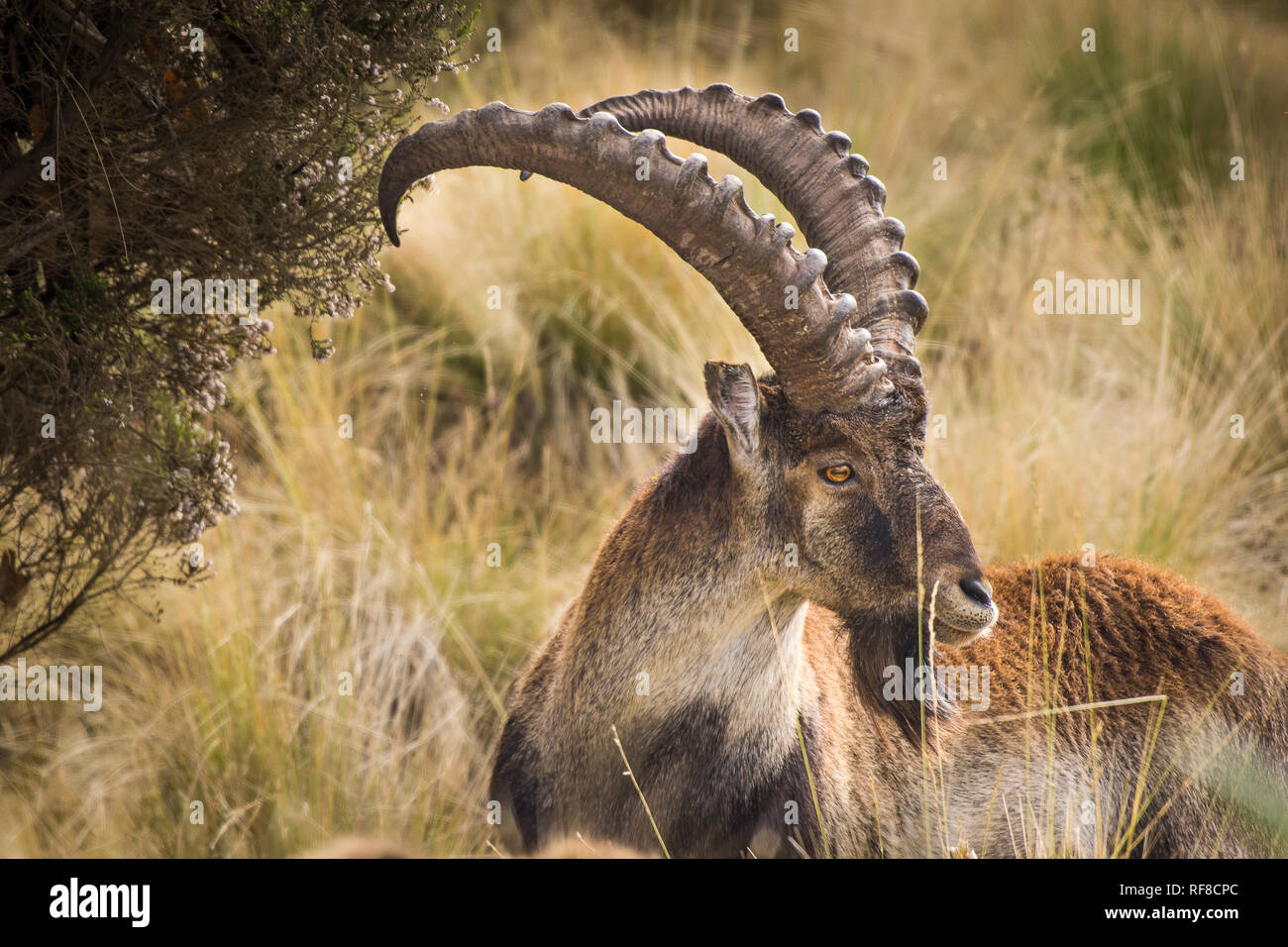 A Walia Ibex male in Simien Mountains National Park Stock Photo