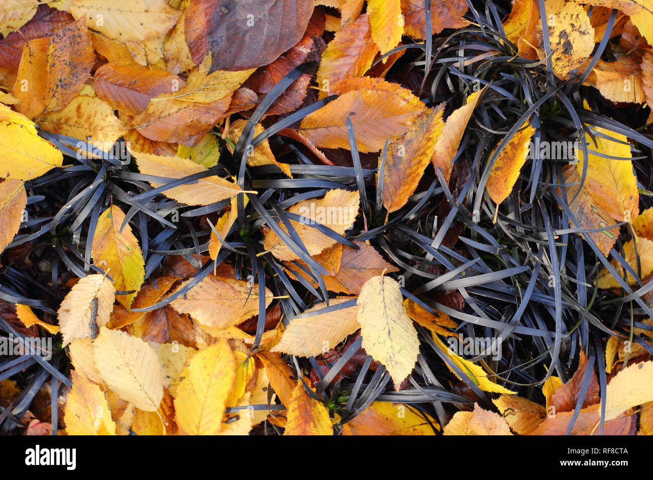 Ophiopogon planiscapus 'Nigrescens', Black Mondo grass with fallen Hornbeam leaves (Carpinus betulus 'Fastigiata'), November, UK Stock Photo