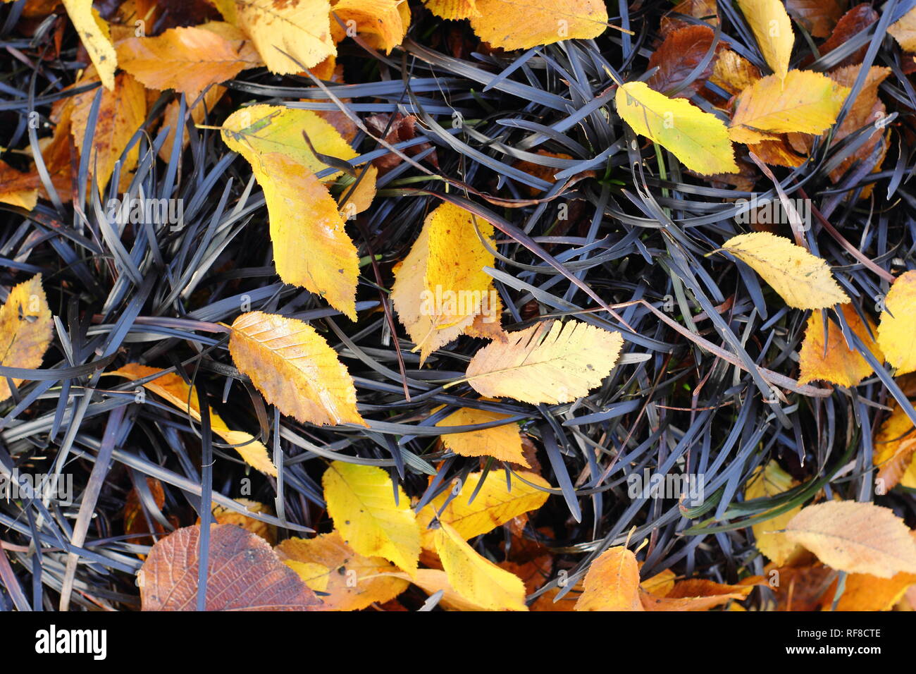 Ophiopogon planiscapus 'Nigrescens', Black Mondo grass with fallen Hornbeam leaves (Carpinus betulus 'Fastigiata'), November, UK Stock Photo