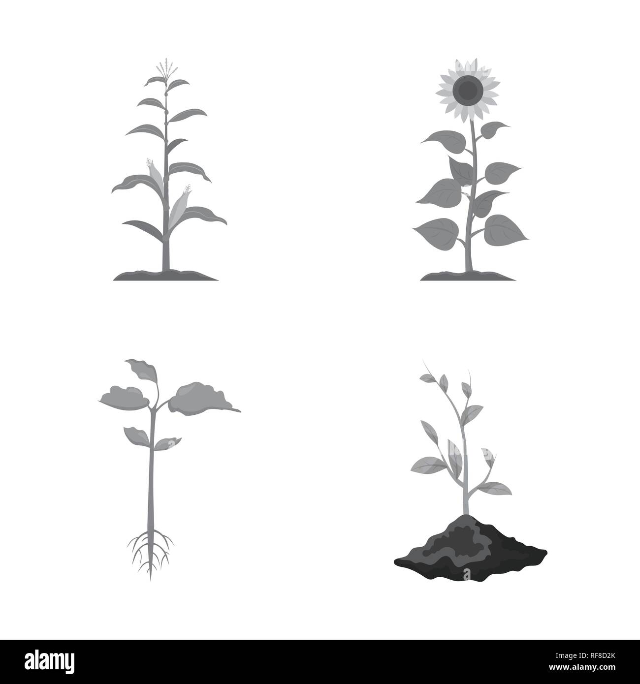 grow,root,cycle,development,seed,plant,bean,germinate,process,seedling ...