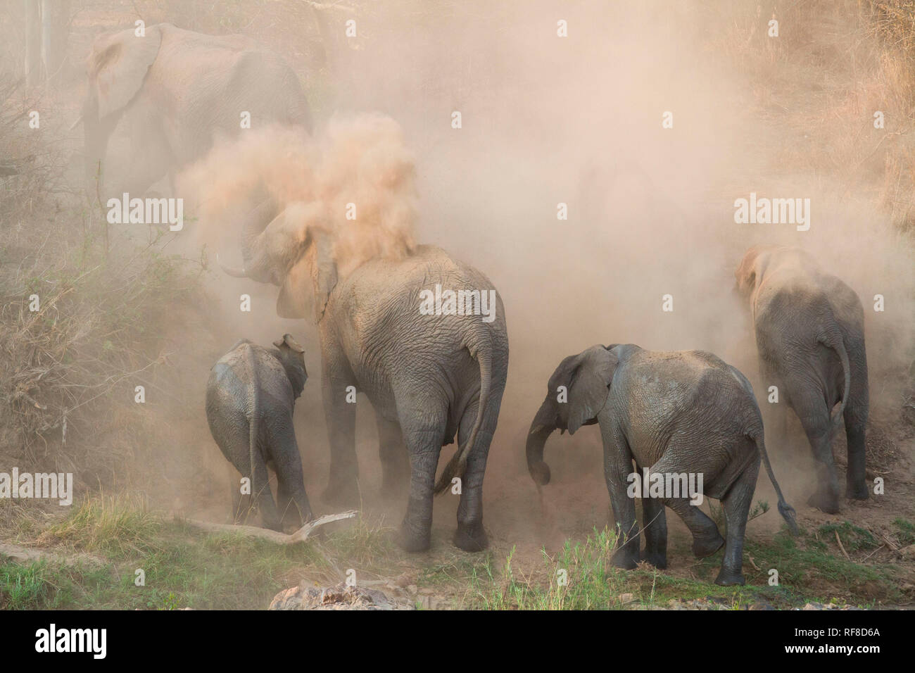 An elephant herd, Loxodonta africana, have a dust bath, sand on their backs, trunks in the air, dusty air. Stock Photo