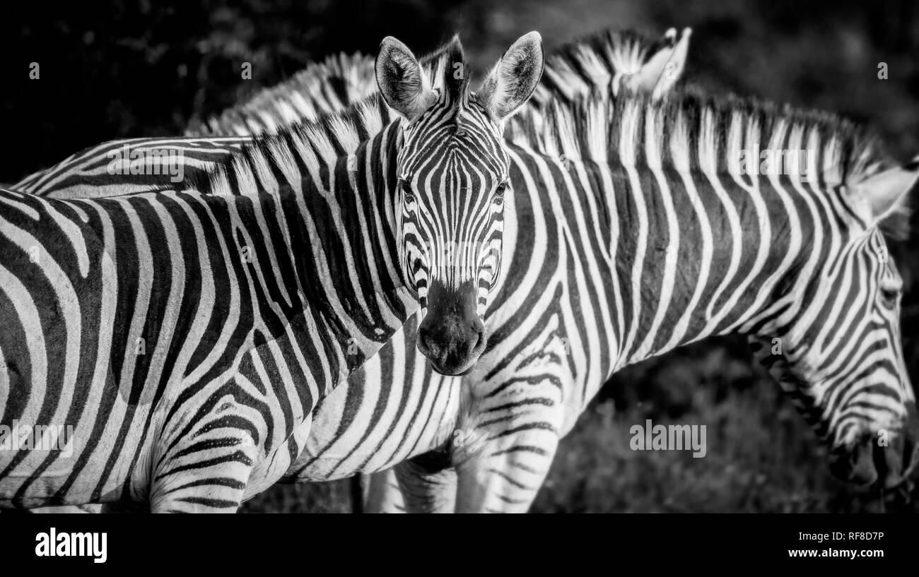 A zebra, Equus quagga, alert, zebra in background, ears forward, in ...