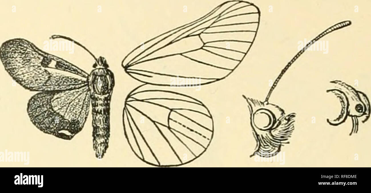 . Catalogue of Lepidoptera Phalaenae in the British Museum. Moths. 620 AGAKISTID,^;. oblique dark line from its angle to inner margin ; a terminal series of chocolate stria?. Hind wing orange-yellow, with broad fuscous. Fig. 270.—Kitsehii-rojJtems valkeri, (^. . terminal band with sinuous inner edge; a yeUow spot on termen above tornus. Hah. Chili, Valparaiso {J. J. Wallvr), 1 J , 1 2 type. Ea-j). 30 millim. Sect. II. Froiis with truncate conical prominence with raised rim at extremity, its lower edge produced to a slight point. Fore wing of male with vein 7 from the ureole, 8 from end of are Stock Photo