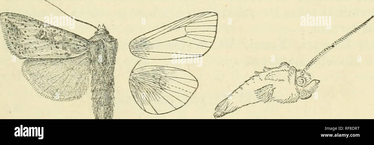 . Catalogue of Lepidoptera Phalaenae in the British Museum. Supplement. Moths. ciEPnis. 493 Hah. Britain, Sussex; Feaijce, Leech Coll.; Austria, Leech Coll ; Switzerland ; Italy, Zeller, Fray, and Leech Colls.; Egypt ; Morocco (J/cacZe-TFÂ«Wo), 1 5 ; Canaries; Madeira (J/j(}i(yo ParZ,-), 1 c^ ; Congo {Sir J. Richardso }i)*2 d*, 2 5 , type curvula; Ascension I. (Connj),l 2 ; Br. E. Africa, Eb Urru {Betton), 1 Â§, Athi-ya- Mawe (Betton), 1 cT, A'dimu (Betton), 1 Â§ ; jSTatal, Estcourt (Hutchinson), 1 d&quot;, 2 $ , Durbaa (Leigh), 1 c? ; Basutoland, Maseru (Crawshay), 1 S , Mafetang (Cmivshay),  Stock Photo