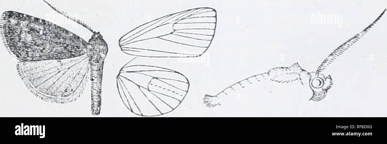 . Catalogue of Lepidoptera Phalaenae in the British Museum. Moths. a:ipiiii)Kin'a. 299 pure white; the underside with the cosl;i slightly tinged a ith ochreous. Ab. 1. jordana. Fore wi'ig with the ante- and postmedial lines strong, black with prominent spots at costa, the renit'orm ulmo.st obsolete.âPalestine. JJah. Armenia, 1 J; Asia ;^^l^â OI{, Poutus; Pai.i-stixe, I J. Exj). 38 millim. Genus ATHETI3.  Type. Athctis, Hiibn. Verz. p. 209 (1827) fitrvH/ii. Ati/plia, Hiibn. Verz. p. 21.'i (J827) jjulriionaria. Eluplma, Hiibn. Verz. p. 2oO (1827) iiKiv/ikciig. Hupalotis, Hiibn. Yerz. p. 2.^)4 Stock Photo