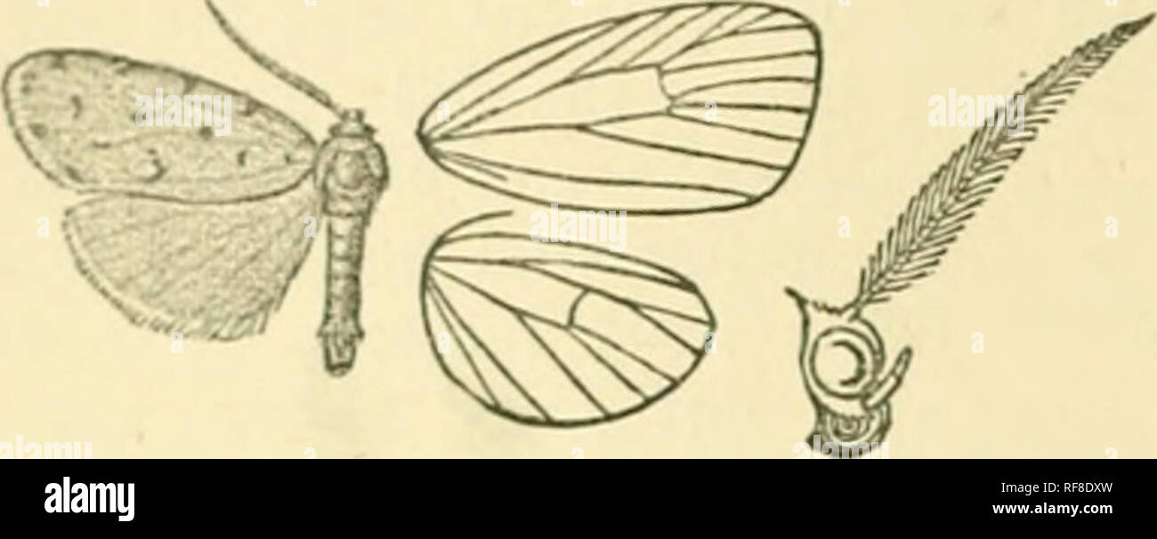 . Catalogue of Lepidoptera Phalaenae in the British Museum. Moths. 3«J0 AKCTIAD^.. Fig. 303 —Siccia caffra, ^. 830. Siccia caflfra. Sci'ia cafra, Wlk. ii. 63'.t (18M) : Kiiby, Cat. Ilct. p. 368. Lithusitt }ii(/roj&gt;u)ic(u(a, Wllgrn. Wieu. Ent. Mou. iv. p. 46 (1860); Kirby, Cut. Het. p. y68. Mclania pMuiit/ira, Ftld. Ecis. Kov. pi. 106. ff. 34, 35 (1874), Tale grey-brown ; palpi, frons, and fore legs above blackish. Fore wiug irrorattd with a few black scales; subbasal and aute- inedial blafk spots ou costa aud below cell; medial spots on costa, iu cell, and ou inner margin ; a discoidal spot Stock Photo