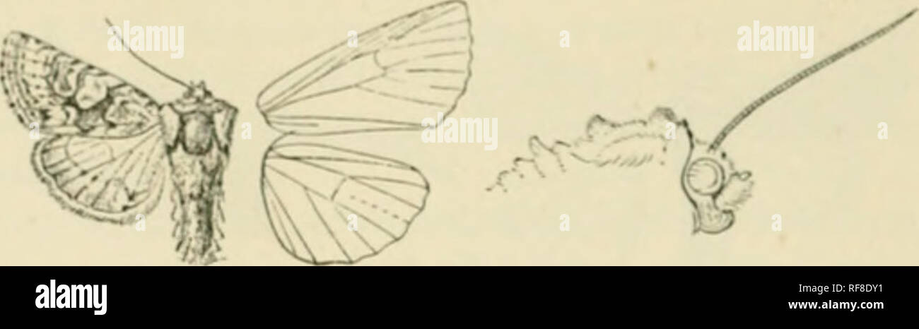 . Catalogue of Lepidoptera Phalaenae in the British Museum. Moths. :{-!(; KOCTDID^. 2517. Eumichtis photophila. Miam photophila, BiiH. Trans. Ent. Soc. 18S2, p. 12() (2). Miana iiuirtjariln, Butl. Trans. Ent. Soc. 1882, p. I'Jl (,^). Head and thorax purplish fjrey-brown mixed with fuscous and oltou with olive-jjjrecn; tiirsi l&gt;lauk with pale rings ; abdomen brownish grey mixed witli dark brown. Pore wing purplish grey- brown more or less tinged in parts with olive-green ; the costa. Fig. 111.—Kumich/ispho(o])liila, cf. }. with series of Idack stria; : a short subbasal black streak above inn Stock Photo