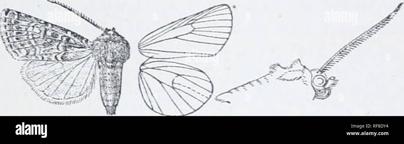 . Catalogue of Lepidoptera Phalaenae in the British Museum. Moths. A.MPninnrN'A. 29.T veins 3 and 5 from near angle of cell; G from upper angle; 0 from 10 aiiastoiiiosiug with 8 to form tlie areole; 11 from cell. Hiiul wing with veius li, 4 from angle of cell ; 5 obsolescent from just below middle of discocel- lulars; 6, 7 from upper angle ; 8 anastomosing with the cell near base ouly. Sect. I. Ant.'nnte of male bipectinate with siiort brandies. 3908. Ampliidrina pexicera, n. sp. c3&quot;, Head and thorax dark red-brown mixed Avith some gro)-; palpi dark brown, pale at ti])s; tarsi fuscous wit Stock Photo