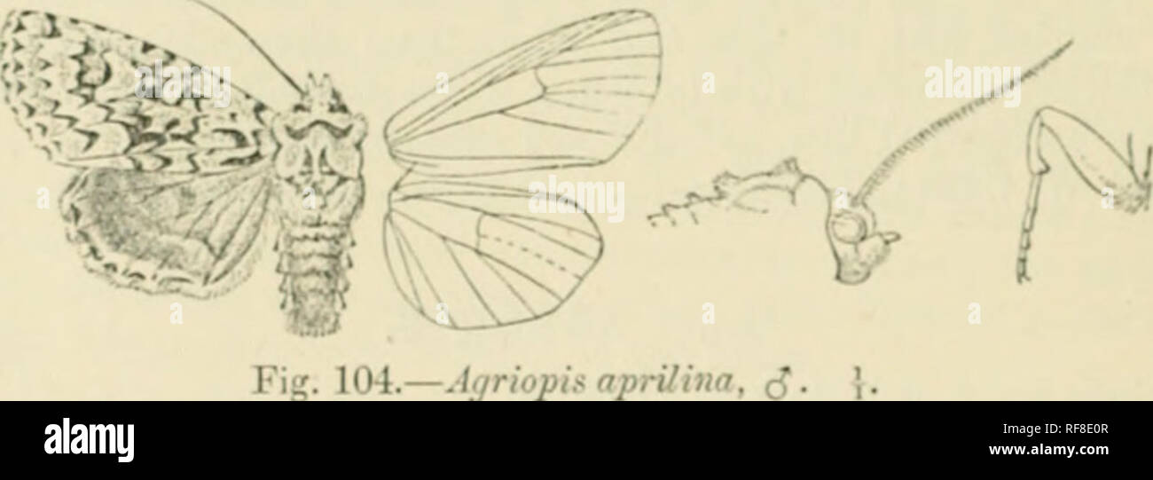 . Catalogue of Lepidoptera Phalaenae in the British Museum. Moths. 318 jioctvixtM. 24S.'). Agriopis aprilina. yortua npriliiia, Linn. Svnt. Nat. x. p. .&quot;&quot;(H (17M); E«p. Solimctt. iv. pi. lis. ir. l-.&quot;J; Slopli.Ili. IJrit. Knt., llnust. iii. p. •^'i; Slaud. Cat. I.i), pi»l. p. ISJ. Nortun ruiii.a, Scliiff. Wipn. Vn!. p. 70 (177C); Uiibn. Eur. Scbmctt., Noct. f. 71 ; Diip. I/'p. Vr. vi. p. ;i(i.'», pi. 95. f. 5. Head and thorax whiti'^h suffused with palo bluo-grccn or olivc- preon ; sides of l.st and 2nd joints of ])alpi and frons black ; antenna? black annulate with white ; tcpu Stock Photo