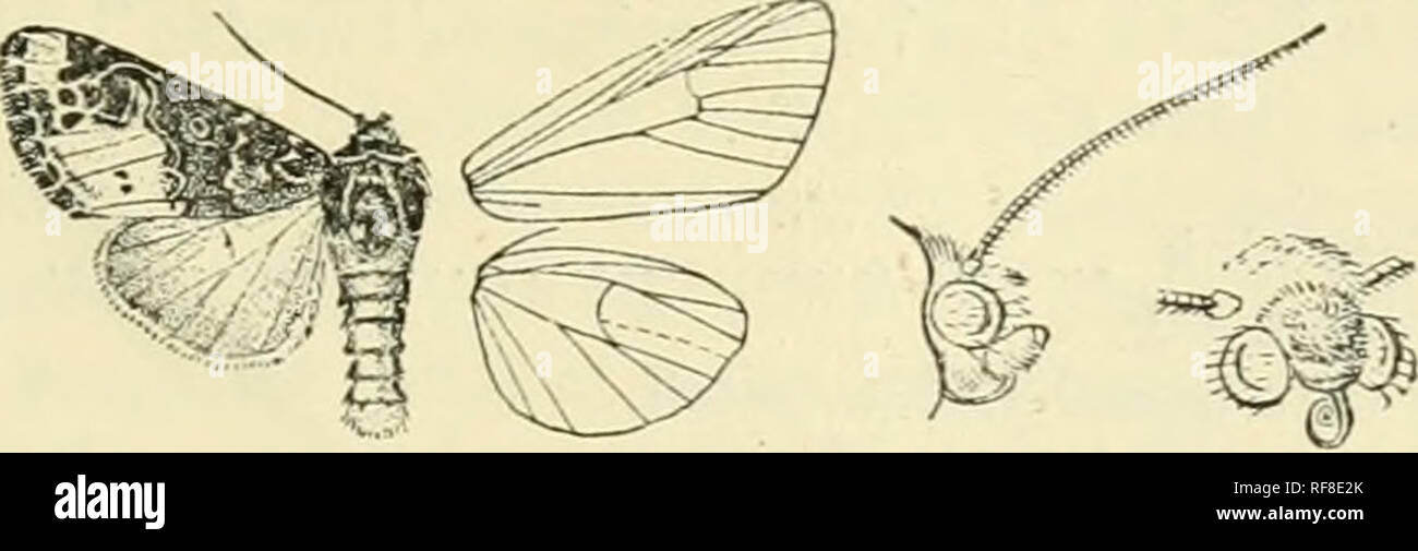 . Catalogue of Lepidoptera Phalaenae in the British Museum. Supplement. Moths. POLYTELODES. 455 curved ; veins 3 and 5 from near angle of nell; 6 from upper angle ; 9 from 10 anastomosing with 8 to form the areola; 11 from cell. Hind wing with reins 3, 4 from angle of cell; n obs&amp;lescent from just below middle of disoo- cellulars; 6, 7 from upper angle or shortly stalked ; 8 anastomosing with the cell near base only. 1800. Polytelodes florifera. Fohjtelaflorifcra, Wlk. xv. 1666 (1858). Head and thorax blue-black ; palpi orange, with black bands on 1st and 2nd joints ; lower part of frons,  Stock Photo