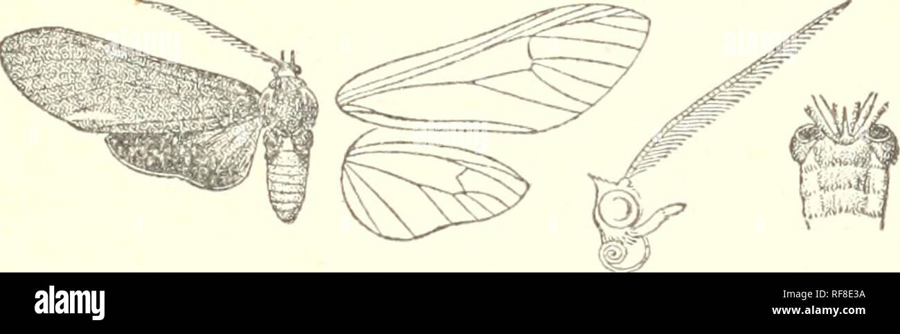 . Catalogue of the Lepidoptera Phalænæ in the British Museum. British Museum (Natural History). Dept. of Zoology; Moths; Lepidoptera. CTENUCHA. EPECTAPTEEA. 531 *i:73. Ctenucha clavia. (Plate XVII. fig. 27.) Hoplarctia clavia, Druce, P. Z. S. 1883, p. 383; Kirby, Oat. Het. p. 270. S . Head, thorax, and abdomen metallic blue-green, clothed with long sparse black hair. Fore wing dull black, with yellowish-white fascia from base through the cell to termen; a narrow fascia on inner margin not reaching base ; cilia white from vein 3 to tornus. Hind wing j^ellowish white, the inner and terminal area Stock Photo