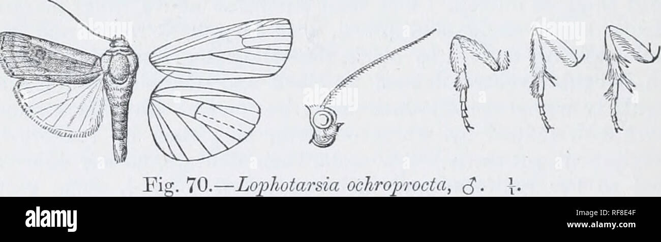 . Catalogue of Lepidoptera Phalaenae in the British Museum. Moths. 268 NOCTUID^. Genus LOPHOTARSIA. Type. Lophotarsia, Hmpsn. Aim. S. Afr. Miis. ii. p. 299 (1902) ocJiroprocta. Proboscis fully developed ; palpi upturned, the 2nd joint hardly reacliing to middle of Irons and moderately fringed with scales in front, the ord shore ; frons smooth ; eye;* large, round ; antenuiE of male minutely ciliated ; thorax clothed almost entirely with scales and without crests; build slender; tibiiB fringed with scales, the tarsi with large tuft of scales on 1st joint; abdomen long and slender, without crest Stock Photo