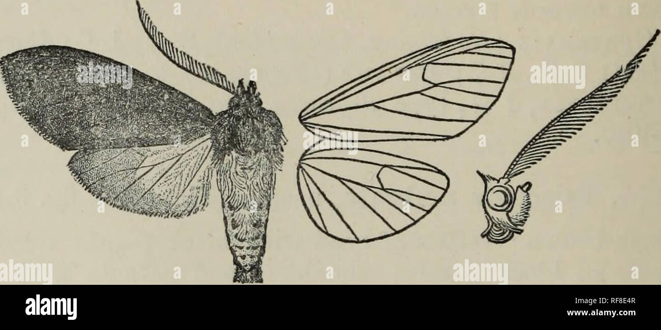 . Catalogue of the Lepidoptera PhalÃ¦nÃ¦ in the British Museum. British Museum (Natural History). Dept. of Zoology; Moths; Lepidoptera. 106 AECTIAD^. Sect. I. [Sychesia). Antennae of male with long branches ; hiud wing with vein 8 absent. 1376. Elysius dryas. Bomhyx dryas, Cram. Pap. Exot. i. pi. 70. C (1775); Kirbj, Cat. Het. p. 206. Halesidota basipennis, Wlk. vii. 1707 (1856); Kirby, Cat. Het. p. 212. Sychesia fimbria. Moschl. Verb, zool.-bot. Ges. Wien, xxvii. p. 654, pi. ix. f. 22 (1877); Druce, Biol. Centr.-Am., Het. i. p. 94 ; Kirby, Cat. Het. p. 206. Phcsgoptera subtilis, Butl. Trans.  Stock Photo