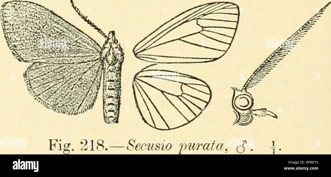 Catalogue of Lepidoptera Phalaenae in the British Museum. Moths. 49 U  ARCXIAD^. Subsp. 1. Fore wing Avith subbasal series of elongate conjoined  fuscous spots ; the maculate medial band more developed