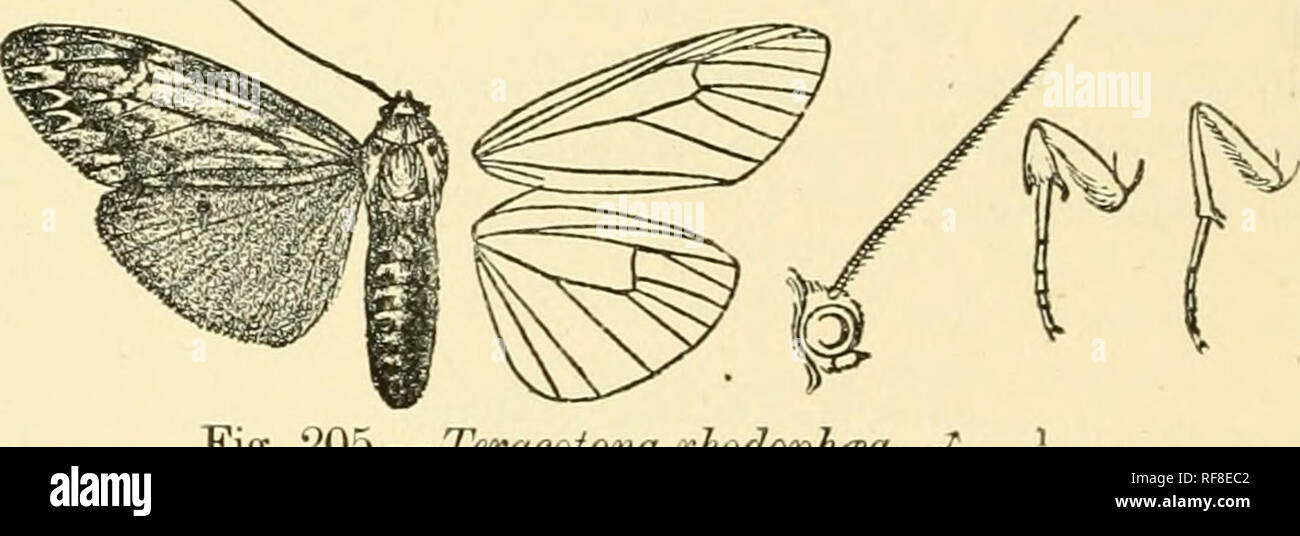 . Catalogue of Lepidoptera Phalaenae in the British Museum. Moths. 470 ARCTIAD.1-;. 2066. Teracotona euprepia. (Plate L. fig. 13.) Teracotona eiqyrepia, Hmpsn. Ann. S. Afr. Mus. ii. p. 58 (1900). (S . Head and thorax ochreous white; palpi crimson, black at tips; frons with crimson bar above ; antennae black, crimson towards base; edges of tegulse and patagia crimson ; pectus and femora crimson ; tibiae black, fringed with ochreons hair'; tarsi black; abdomen orange, clothed with crimson hair at base, subdorsal, lateral, and sublateral series of black spots, the ventral surface ochreous white.  Stock Photo