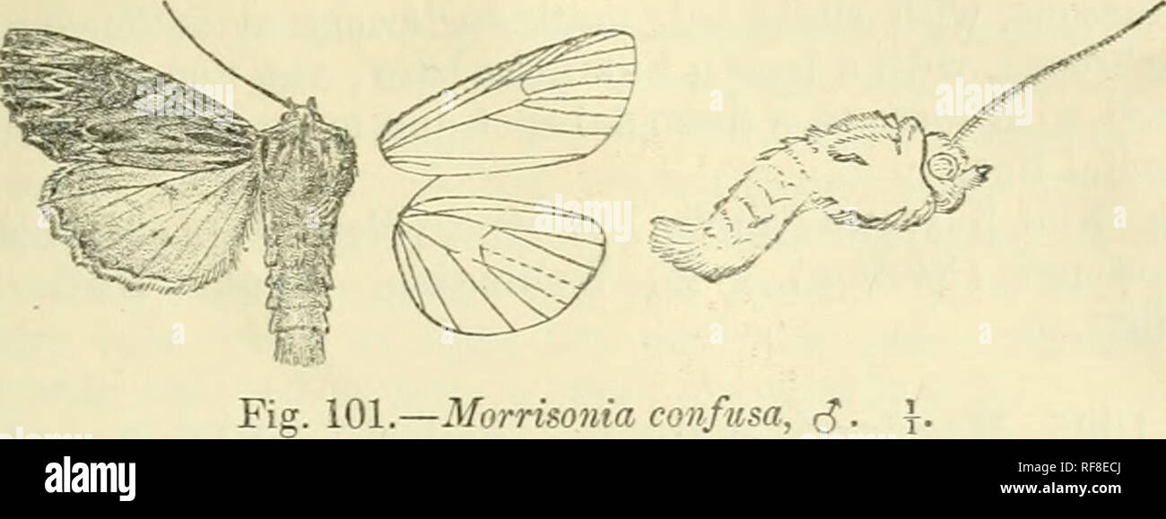 . Catalogue of Lepidoptera Phalaenae in the British Museum. Supplement. Moths. MORKISONIA. 383 represented by double black sfcrijc from costa ; the antemedial line with a dark striga from cosfa, then indistinct and strongly angled outwards above vein 1 and inner margin ; claviform incompletely defined by black ; orbicular a^d reniform with obscure ochreous annuli incompletely defined by black, the former oblique elliptical; the postraedial line&quot; strongly dentate, black defined by ochreous on outer side, strongly bent outwards below costa, excurved to vein 4, then oblique; the subterminal  Stock Photo