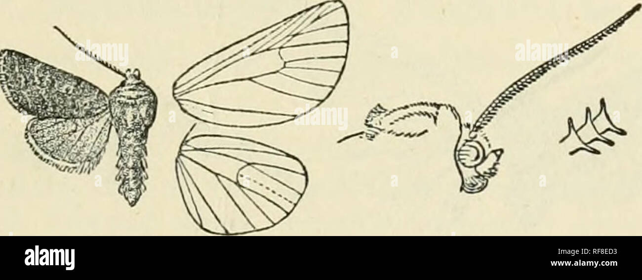 . Catalogue of Lepidoptera Phalaenae in the British Museum. Moths. HILLIA.— CAFFRISTIS. 227 (Bamston), 1 5 , Labrador, Ontario, Alberta, Calgary {WoHey-Bo(l 1 c?&gt;2 5; U.S.A., Maine, Orono, 1 $ type vigilcois, jSTew York, Lewis Co. (7F. W. Hill), 1 5 type senescens; Sweden; Lapland; hab. ign. 1 $ type semisigna. Exjp. 34-38 millim. Genus CAFFEISTIS, nov. Type, C. ferrogrisca. Proboscis fully developed ; palpi obliquely upturned, fringed with long hair in front, the Srd joint short ; frons smooth ; eyes large, i-ounded ; antenna; of male bipectinate with short branches, the apical part serra Stock Photo