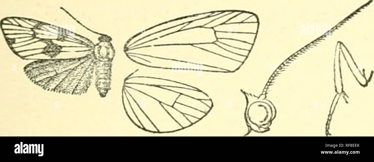 . Catalogue of Lepidoptera Phalaenae in the British Museum. Moths. THYONK. 347 A. Fore wmg with dark postiuedial patches and the veins dark. a. Head bhie-black celcnna. b. Head without Wue tinge. a^. The dark areas Waek-brown placlda. b'. The dark areas pale red-brown 2^a/7wa. B. Fore wing white, without postmedial patches. a. Fore wing with the inner area and underside tinged with fuscous tincta. b. Fore wing wholly white. a'. Antenna^ black melanocera. 6'. Antennse white simpler. 729. Thyone celenna. Trichomdia celenna, Schaus, P. Z. S. 1892, p. 283 â id Am. Lep nl ii f. 5. Purplish black ;  Stock Photo