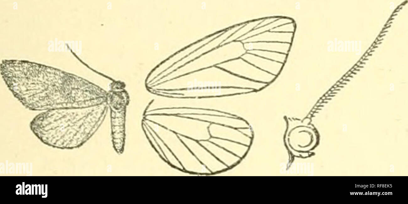 . Catalogue of Lepidoptera Phalaenae in the British Museum. Moths. XANrnODULR.—BALBURA. 341 Ab. ]. inquinata. Fore wing entirely red-brown except a grey- patch on middle of inner area, a postmedial patch on costa extendin&lt;r to lower angle of cell, and a curved mark from apex to vein G. JtJah. Victoria, Melbourne (liai/nut; Lucas, Aader&amp;oii), 7 c?, Burnside, 1 c?. J^^q'- ^4 uiiilim. Type f in Coll. Meyrick. Xanthoduh semiochrea, Butl Kirby, Cat. Het. p. 355. 717. Xantliodule semiochrea. Trans. Ent. Sue. 1886, p. 384, pi. 9. f. 1. Fig. 243.—Xanthodtile semiochrea, (^. S. Reddish brown; fr Stock Photo