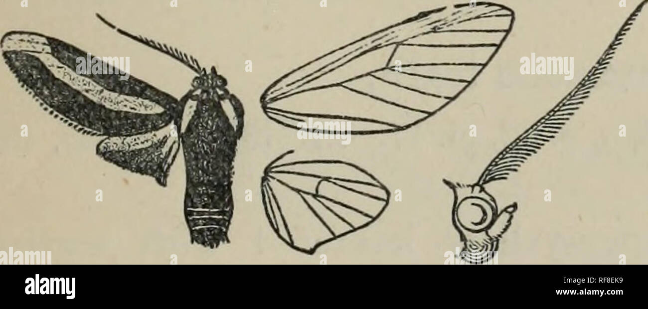 . Catalogue of the Lepidoptera Phalænæ in the British Museum. British Museum (Natural History). Dept. of Zoology; Moths; Lepidoptera. AUTOMOLIS. 47 h. Hind M'ing of male with vein 8 from the cell. a^. (Automolis). Hind wing of male with veins 6, 7 coincident. a^. Fore wing black-brown. a^. Fore wing with orange patches below end of and beyond the cell opposita. h'-^. Fore wing with curved orange fascia from near base to apex sphingidea. P. Fore wing white, with black-streaked brown costal fascia and patch on inner margin idalia. (:'-. Fore wing yellow, with crimson-edged fuscous markings juven Stock Photo