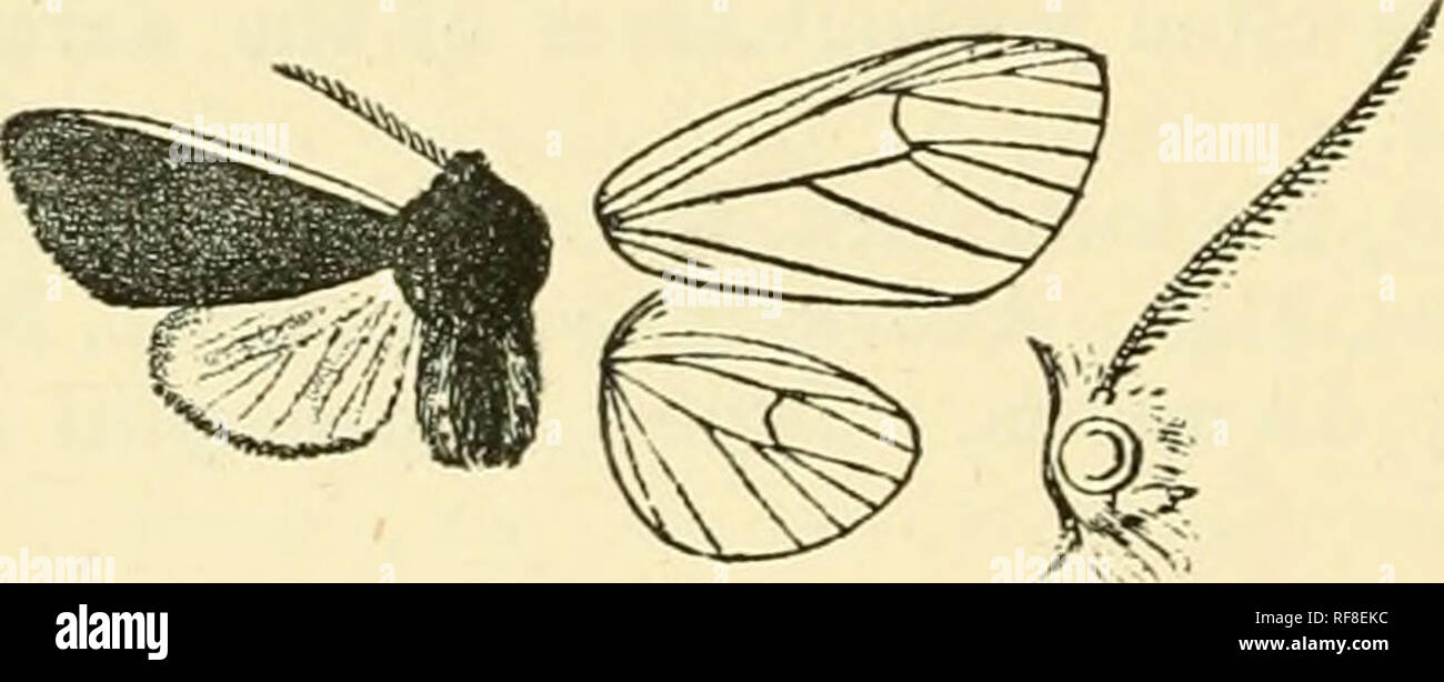 . Catalogue of Lepidoptera Phalaenae in the British Museum. Moths. 450 ARCTIADjE. 5 . Hind wing with the interspaces tinged with brown, becoming streaks on terminal area. Hah. Brazil, Castro Parana, 1 2 . Exp. 34 millim. Type f in Coll. Schaus. Genus PARACLES. Parades, Wlk. iii. 717 (],-855) Type. contraria. Proboscis aborted, minute ; palpi porrect to just beyond frons and clothed Avith long hair ; head, thorax, and abdomen clothed with long hair ; antennae of female bipectinate, with short branches ending in a bristle. Fore wing with vein 3 from before angle of cell; 4, 6 from angle ; 6 from Stock Photo