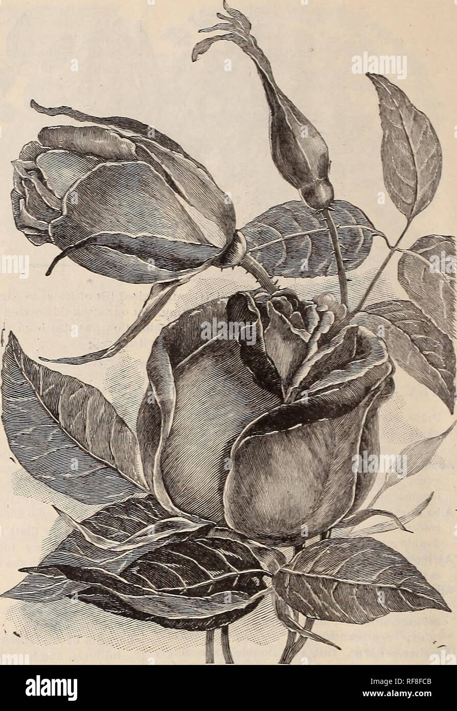 . Catalogue of plants : spring 1889. Nursery stock Ohio Catalogs; Flowers Catalogs. 20 A. R. Alclrich, Florist, Springfield, Ohio. ROSES -Continued. Duchess of Edinburgh.—A splendid Rose, in great demand for its lovely buds, and remarkable for its beautiful color, Tvhich is of the most in- tense glowing scarlet. Price, 15 cents. Hermosa.—Always beau- tiful and always in bloom. The flower is cupped, full and finely formed, the mo?t pleas- ing shade of pink, soft but deep, fragrant. A standard variety. Isabella Sprunt.—A lovely Tea Eose of exquisite fragrance, clear lemon- yellow, a continuous a Stock Photo