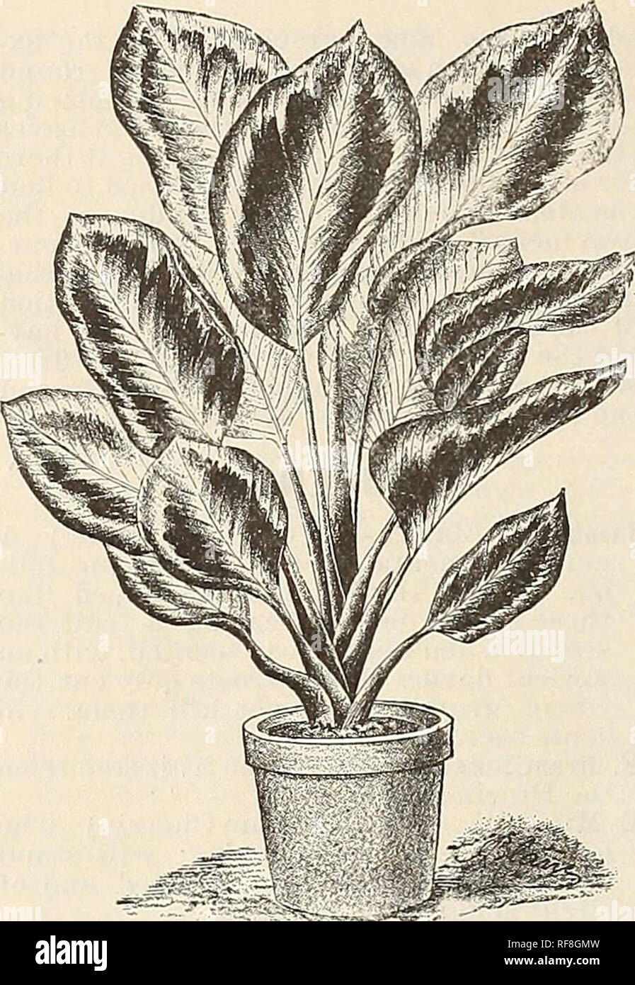 . Catalogue of the Palm and Citrus Nursery including tropical and semi-tropical fruit trees. Nurseries (Horticulture) California Santa Barbara Catalogs; Tropical plants Catalogs; Fruit trees Seedlings Catalogs. 4 KIMTON STEVENS, SANTA BARBARA, CALIFORNIA.. MARANTA. (Ui uaiueiUal Foliage.) MARANTA ARUNDINACEA. (Arrow Root.) A herbaceous plant resembling somewhat the Canna, to which family it belongs; the root furnishes the well known Bermuda Arrow-root. Native of South America. 50 cents each. MAMMEA AMERICANA. {The Mammee Apple.) A tall tree with a thick, spreading head, somewhat resembling the Stock Photo