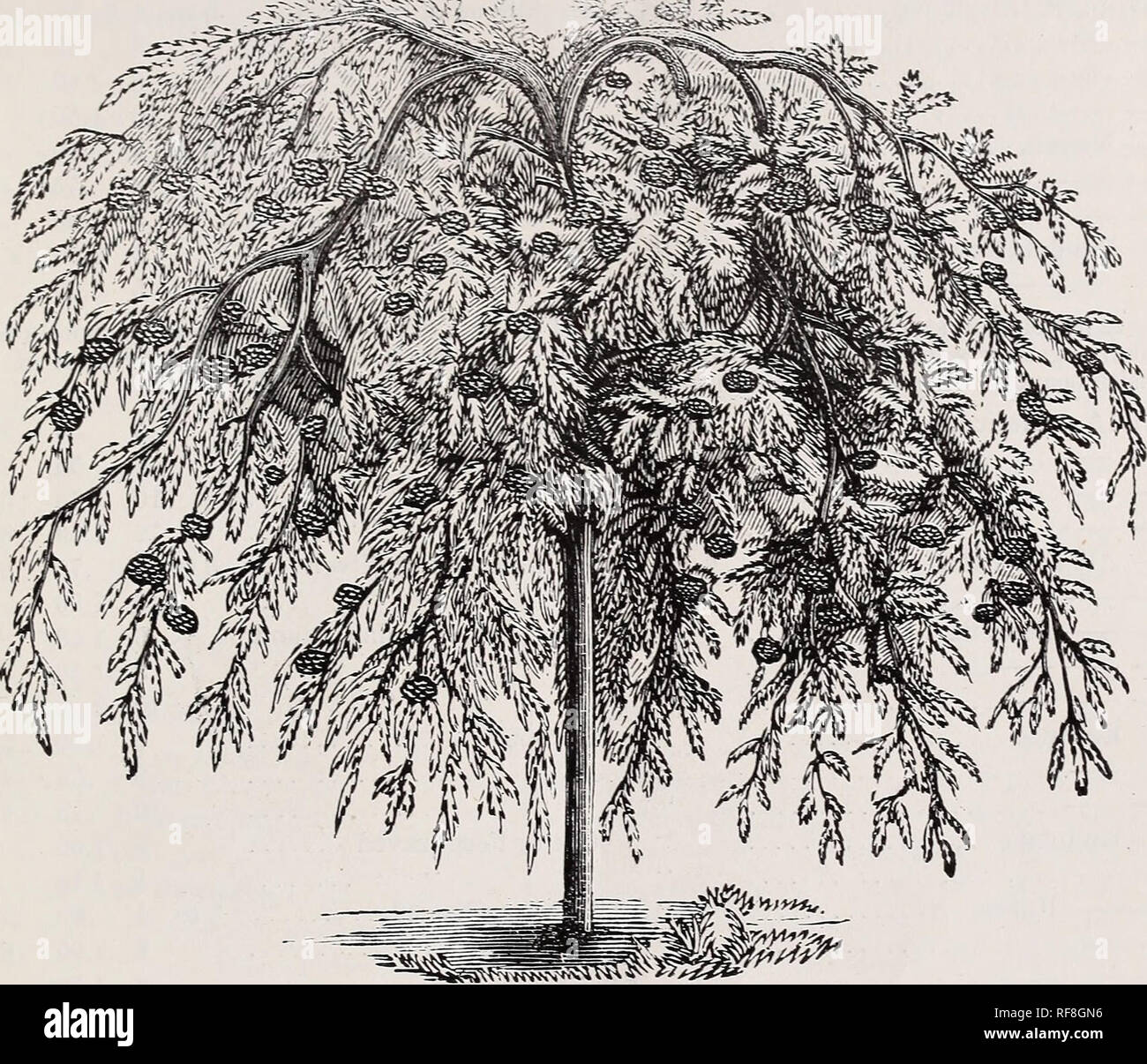 https www alamy com catalogue of ornamental trees amp plants nurseries horticulture new jersey catalogs ornamental trees catalogs ornamental shrubs catalogs plants ornamental catalogs a hance amp sexs catalogue of orxamextals 17 botanical name sorbus intermedia latifolia sojbus pendula weeping mountain ash comon nagtie a vigorous grower with large tine foliage sorbus monstrosa feet each ten 6 i 75 600 8 100 8 co 6 75 600 8 1 00 800 a rampant grower with exceedingly large foliage sorbus pendula mountain ash weeping standard 100 quot quot quot strong 150 a fin image233143378 html